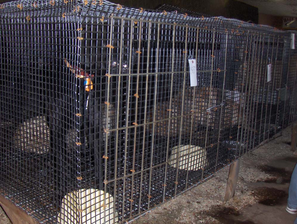 Cages1.jpg