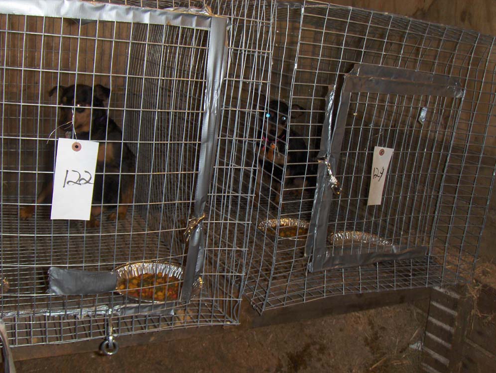 Cages2.jpg