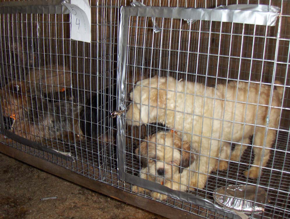 Cages3.jpg