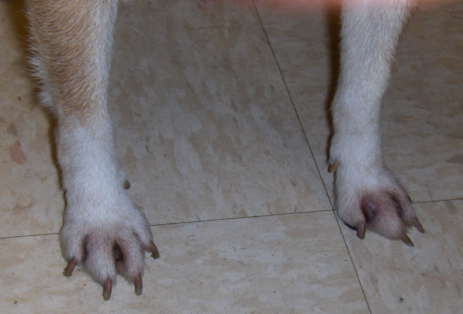 CinnamonFeet.jpg