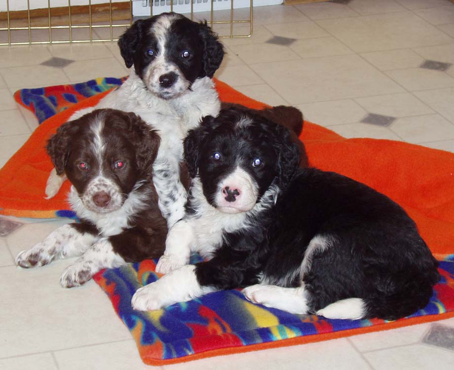 FosterCarePuppies.jpg