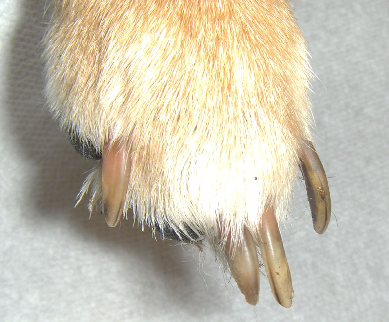 LongNails.jpg