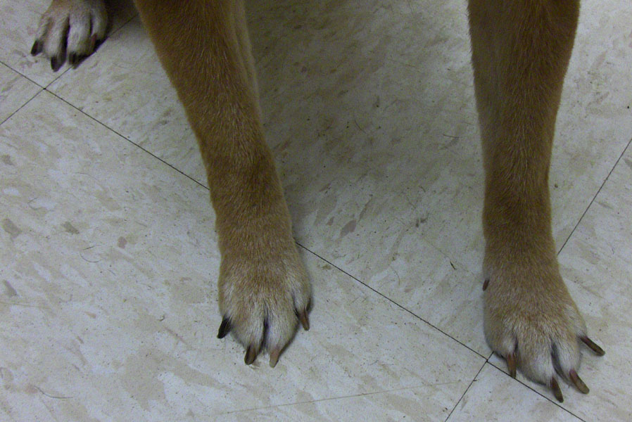 LongNails1.jpg