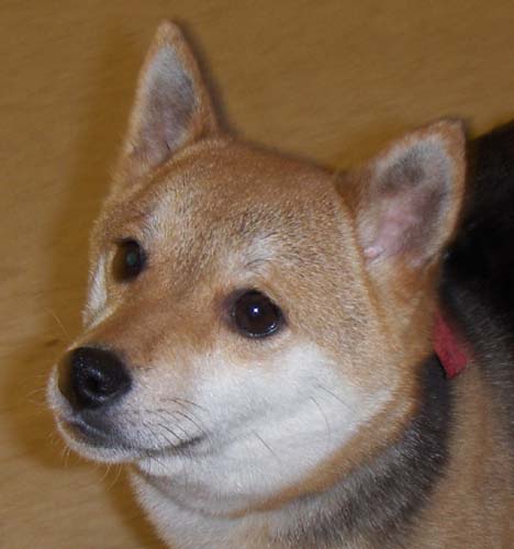 cinnamon2.jpg