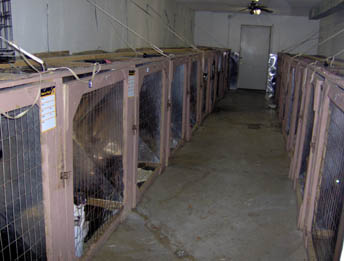 jchs_dog_kennels.jpg